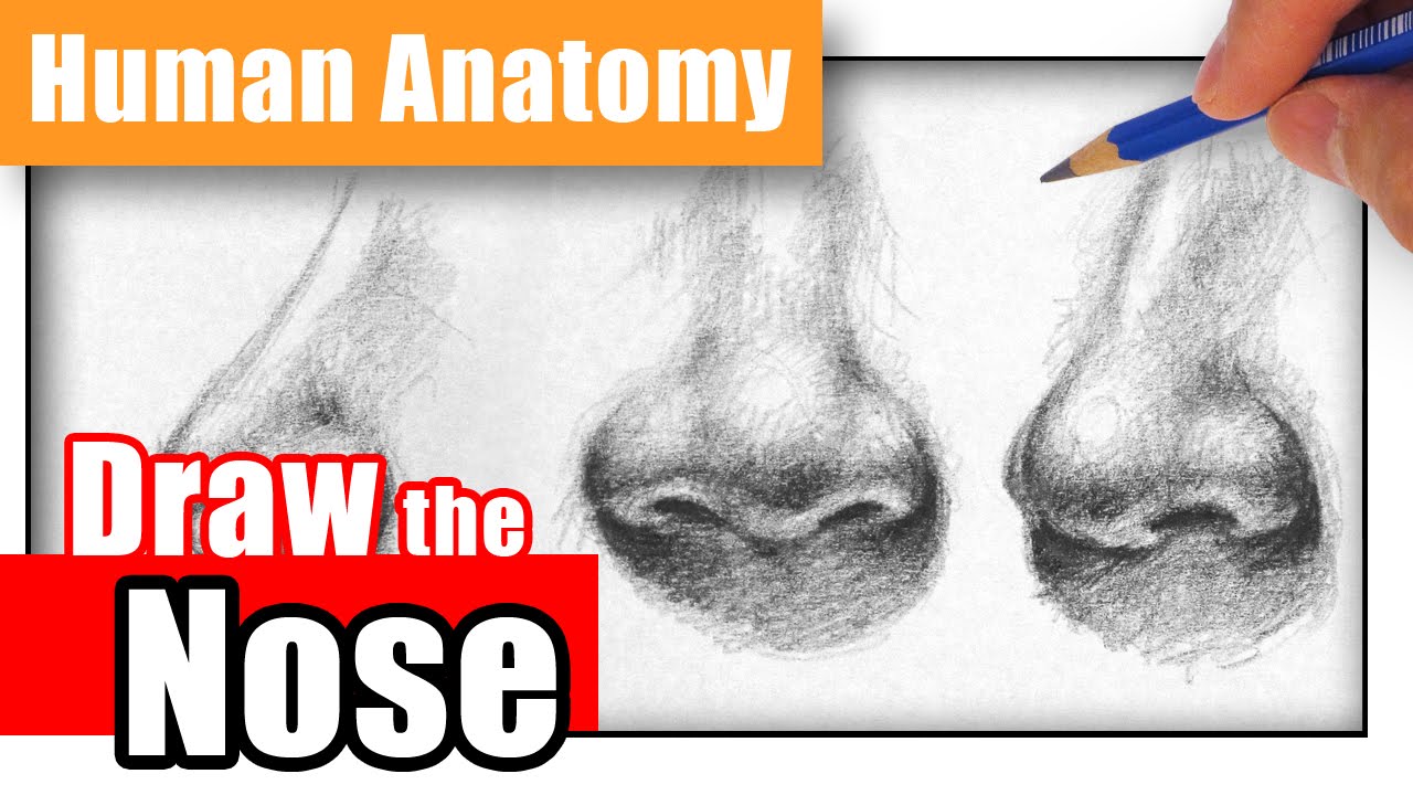 1280x720 How To Draw A Nose The Easy Way