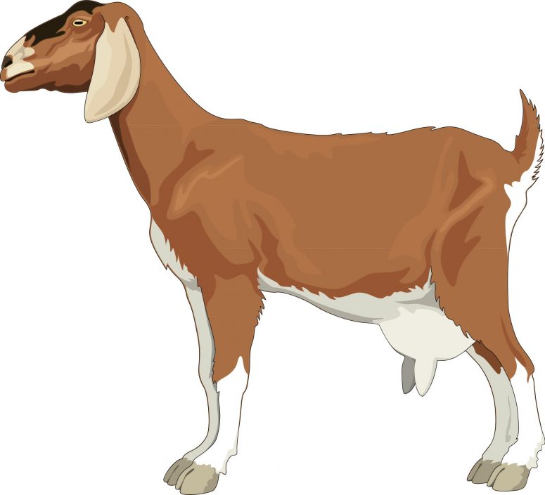 Nubian Goat Drawing at GetDrawings | Free download