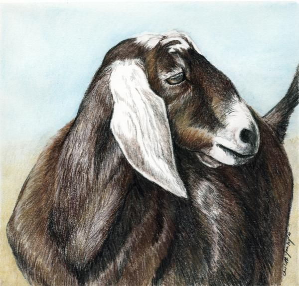 Nubian Goat Drawing at GetDrawings | Free download