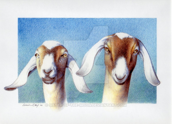 600x431 Pencil Drawing Nubian Goats By Sister Of The Moon