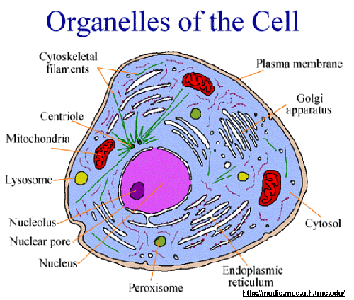 500x424 Nucleus, Mitochondria, Chloroplasts