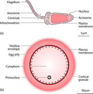 378x379 Schematic Drawing Of A Sea Urchin Sperm And Egg. Note That They