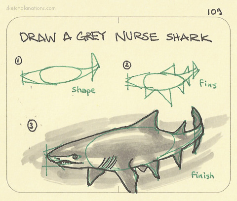 480x408 Draw A Grey Nurse Shark Sketchplanations