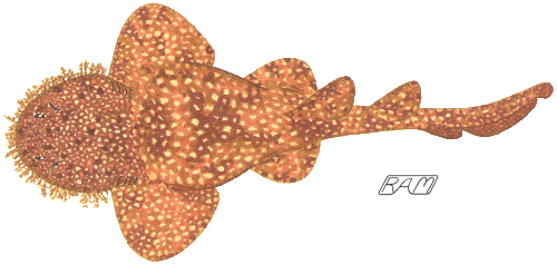 500x237 Orectolobiformes Carpet Sharks