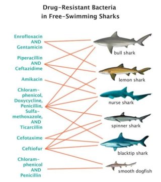 320x360 Wild Sharks, Redfish Harbor Antibiotic Resistant Bacteria