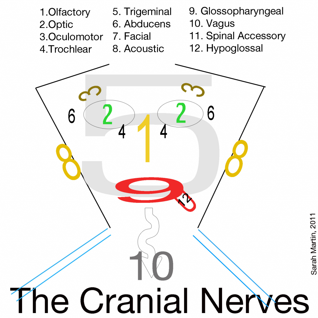 1024x1024 Drawing Of The Face And Cranial Nerves Images About Nursing