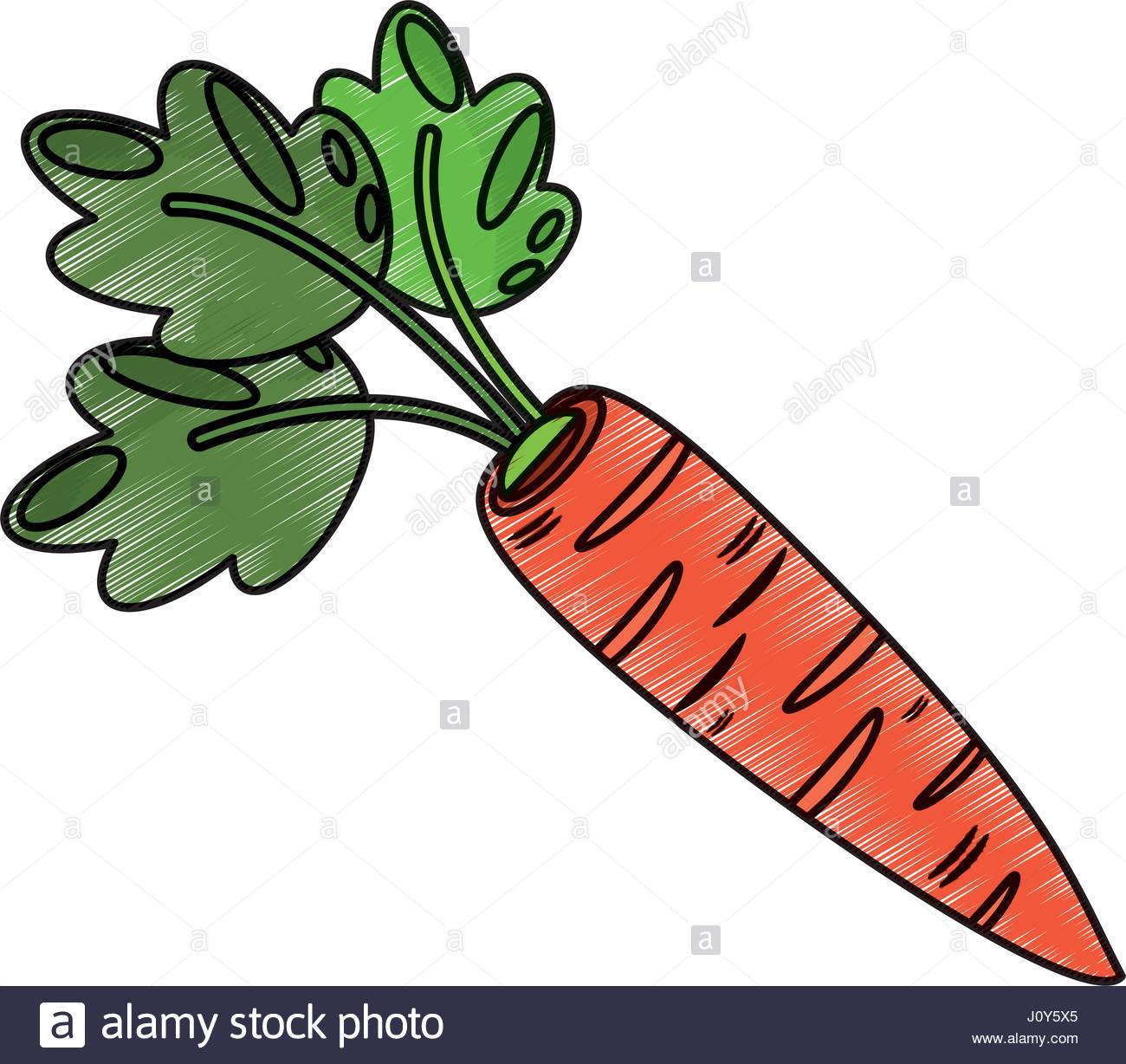 1300x1228 Drawing Carrot Food Nutrition Stock Vector Art Amp Illustration