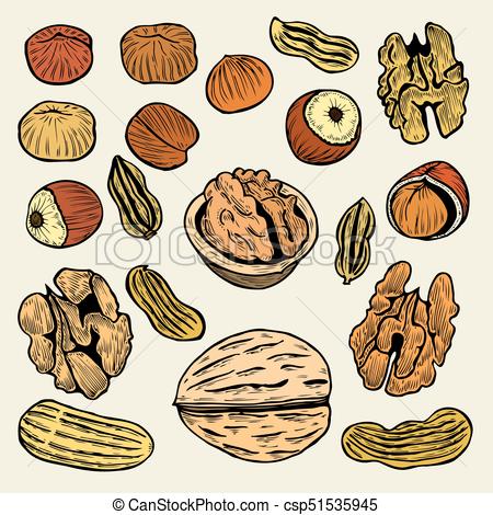 450x470 Set Of Hand Drawn Nuts. Great Collection Of Highly Detailed Eps