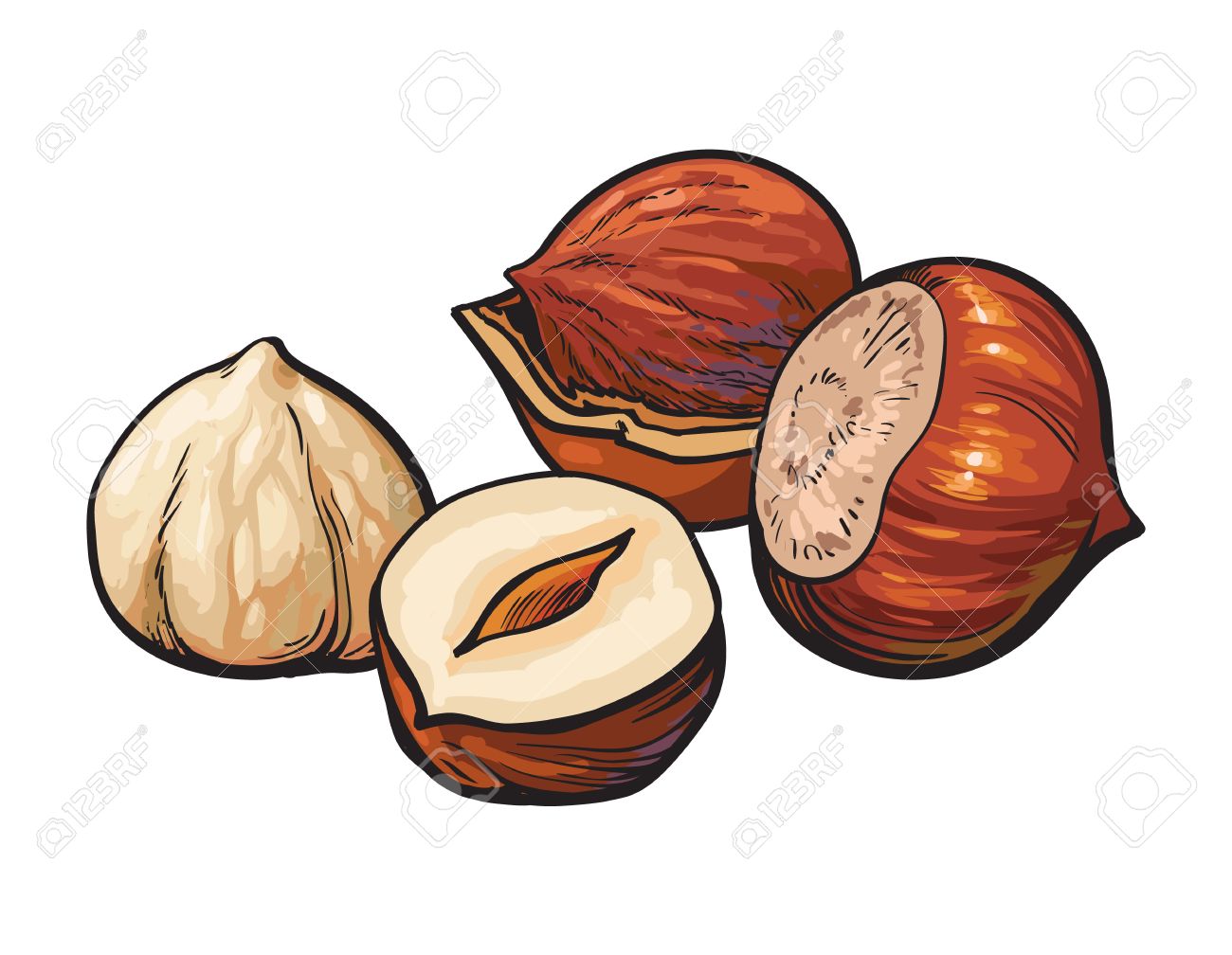 Nuts Drawing at GetDrawings | Free download