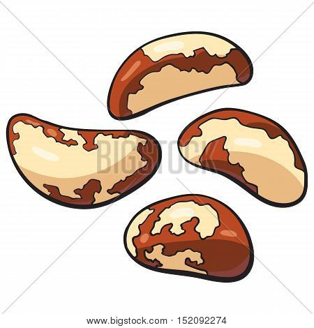450x470 Whole Peeled Brazil Nuts, Vector Vector Amp Photo Bigstock