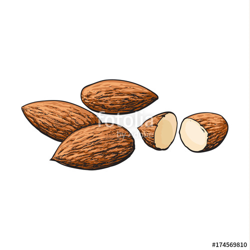 500x500 Whole And Cut Almond Nuts, Vector Illustration Isolated On White