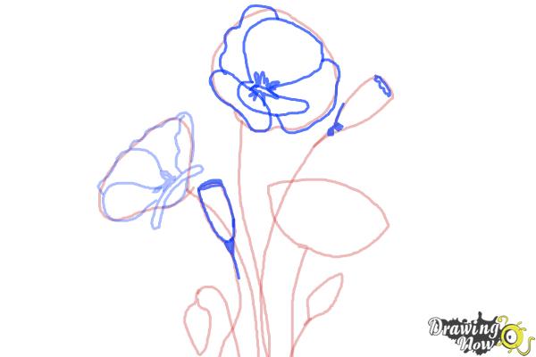 600x400 How To Draw A Poppy