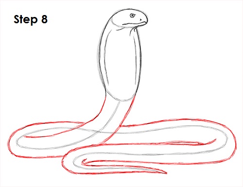 500x386 How To Draw A Snake (King Cobra)