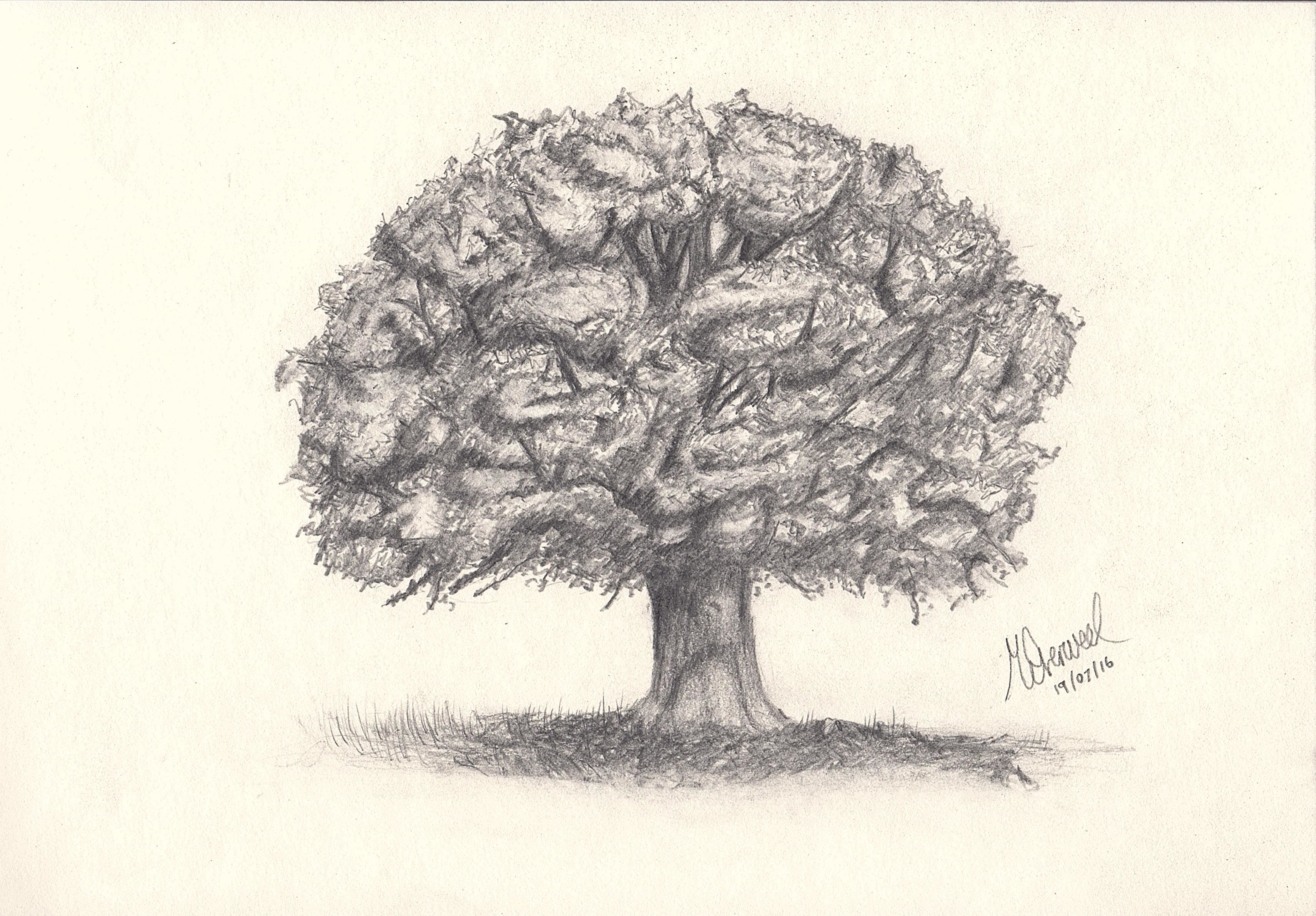 3423x2383 Oak Tree Drawing