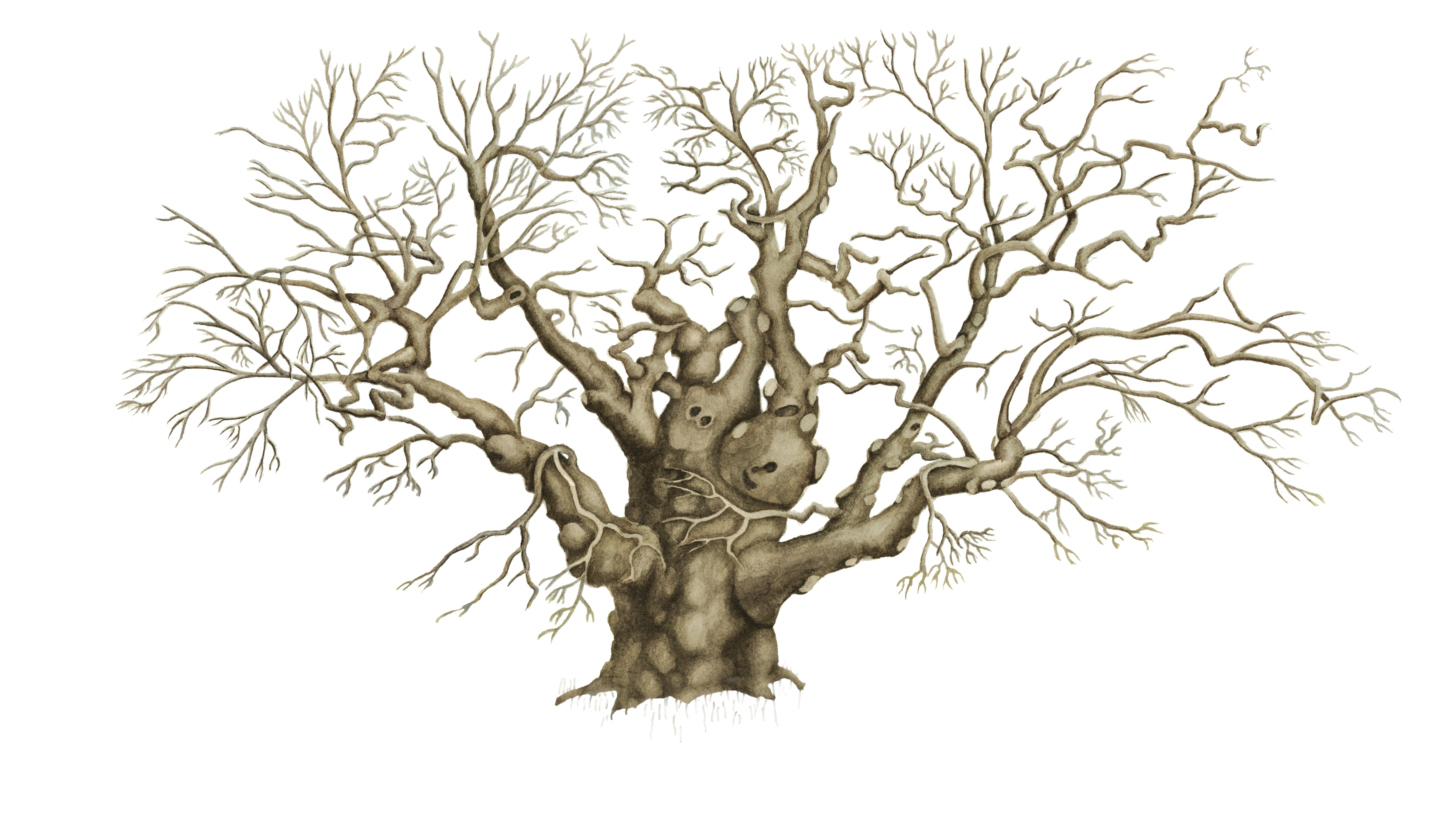 5400x3093 Old Oak Tree Drawing 1 July Jewel Drawings Mottisfont A Place