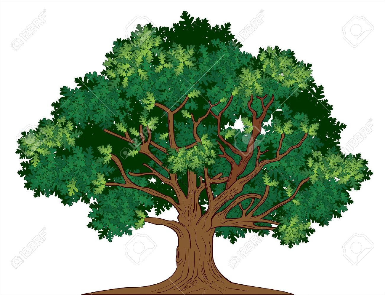 1300x995 Old Oak Tree Drawing 5,497 Oak Tree Drawing Cliparts, Stock Vector
