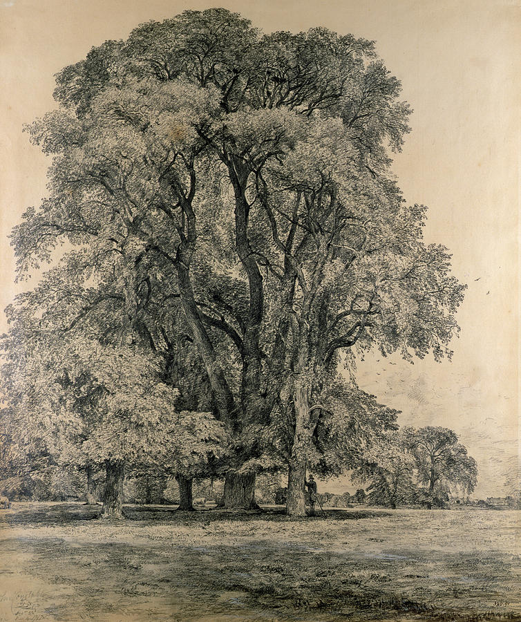 754x900 Old Oak Tree Drawings Fine Art America