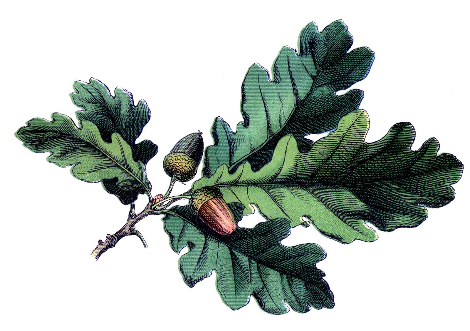1600x1126 Antique Botanical Image