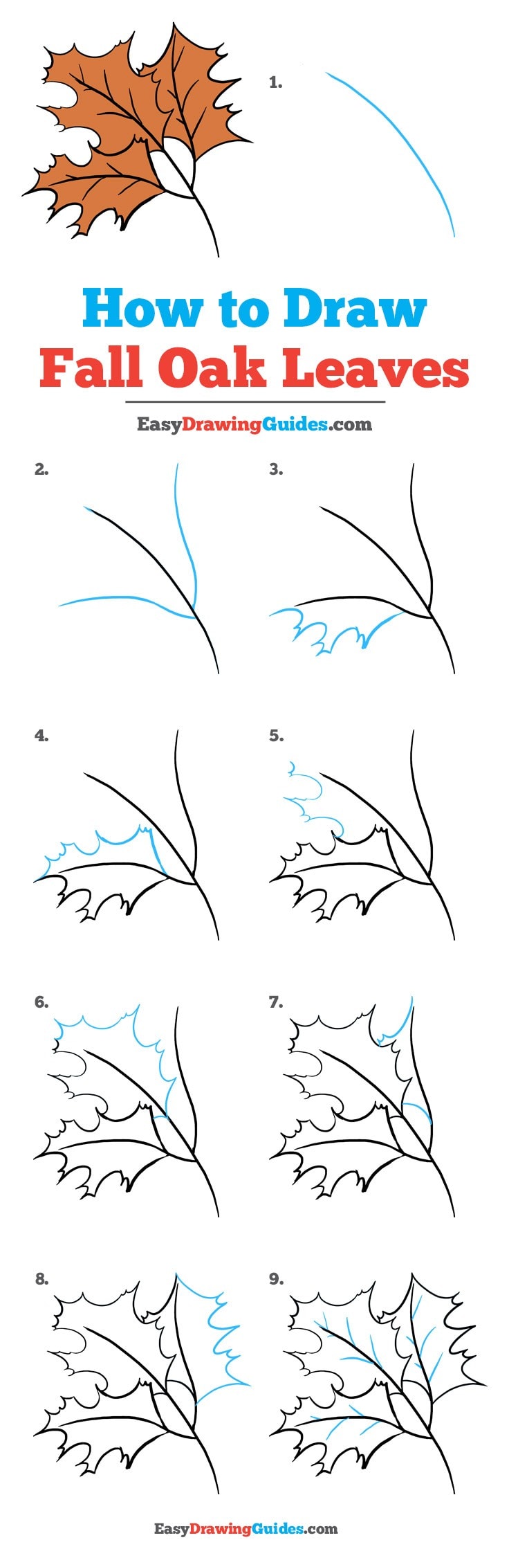 736x2251 How To Draw Fall Oak Leaves