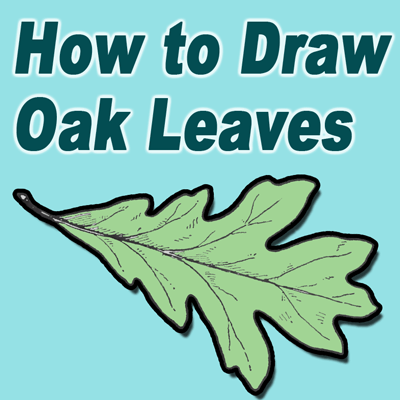 400x400 How To Draw Oak Leaves With Step By Step Drawing Lessons