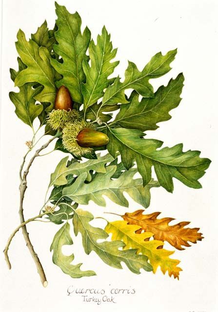 447x640 Botanical Illustrations Oak
