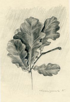 236x345 Oak Leaf Soul Oak Leaves And Leaves