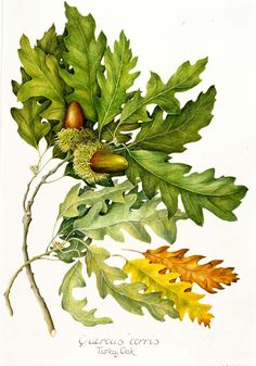 236x337 Oak Leaf Botanical Drawing