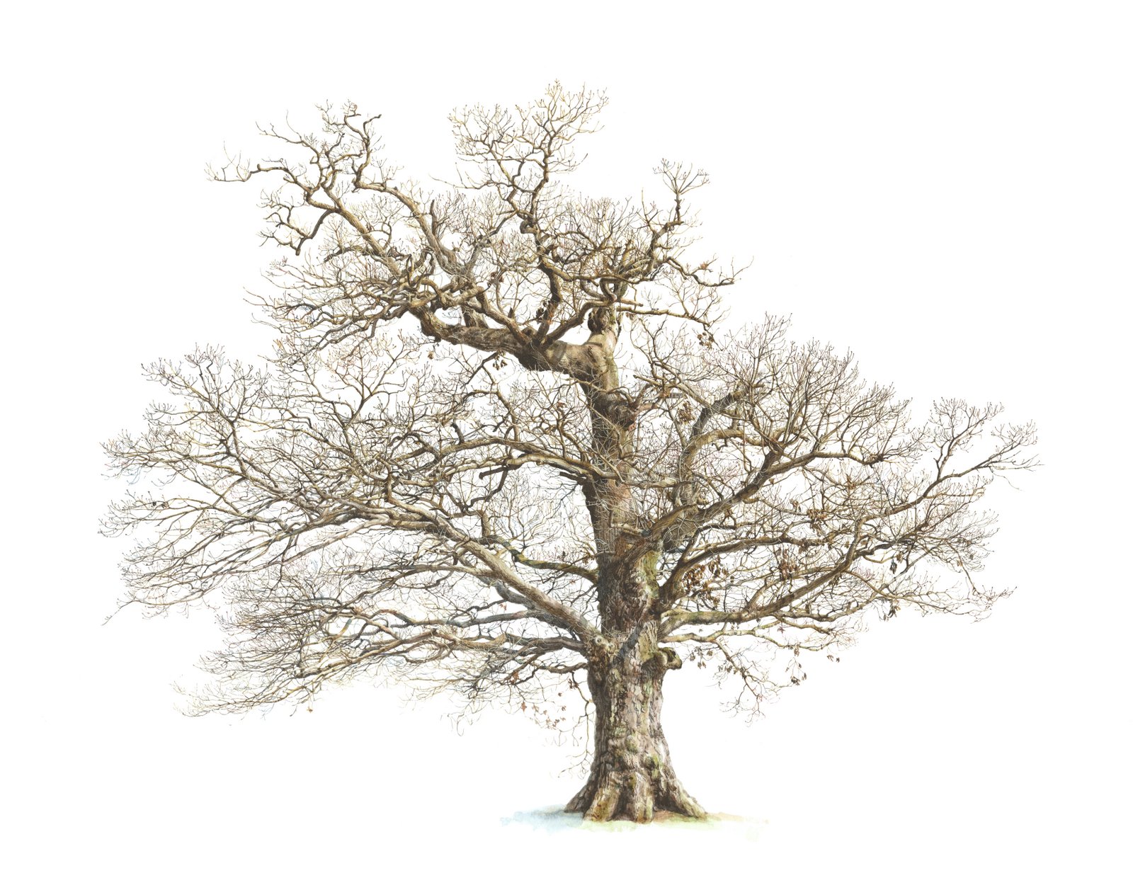 1600x1233 Why I Draw Oaks International Oak Society