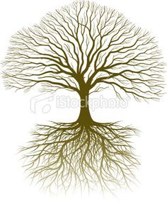 236x288 Oak Tree Drawing With Roots