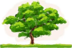 300x200 How To Draw An Oak Tree