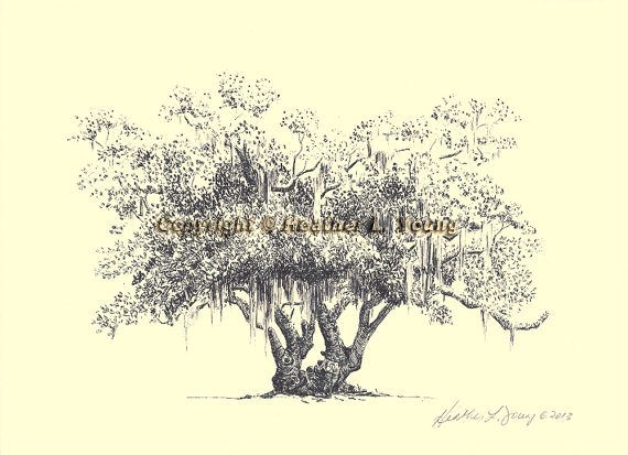 570x413 Lovers Oak Tree Pen And Ink Drawing Print