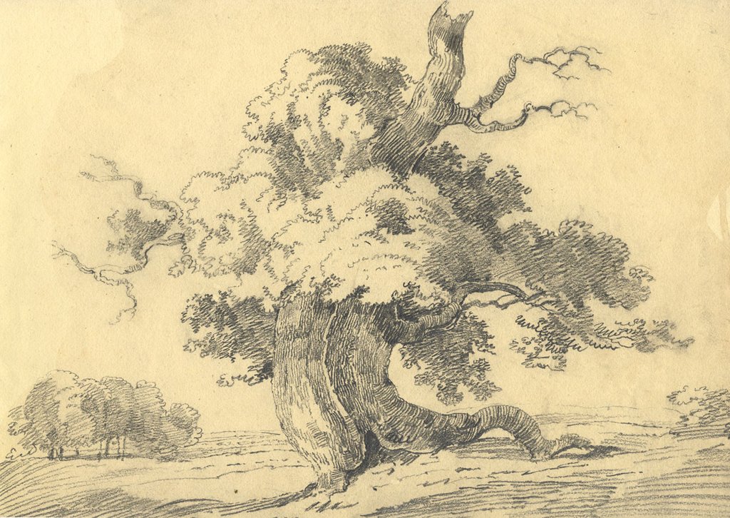 1024x726 Old Oak Tree Study