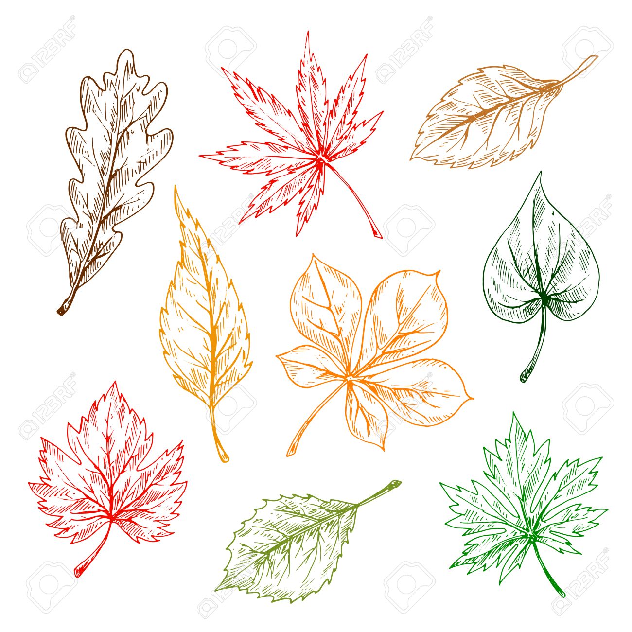 1300x1300 Leaves Of Trees And Plants Set. Hand Drawn Pencil Sketch Drawing