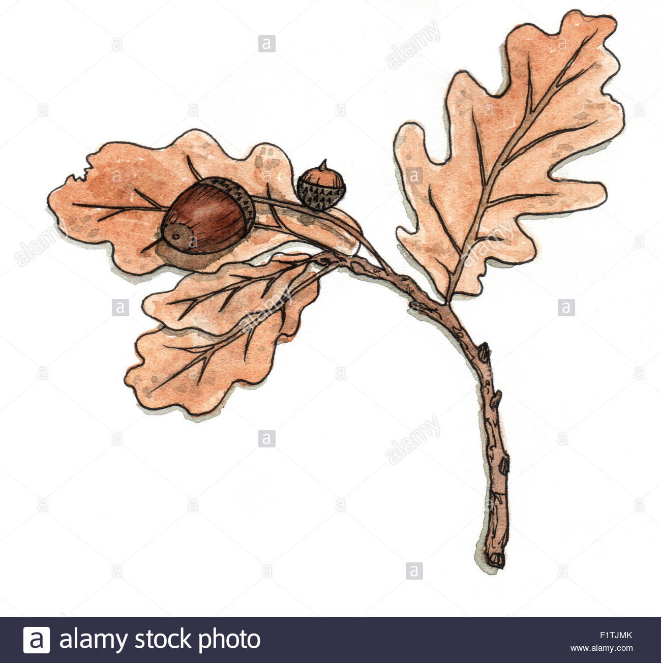 1300x1304 Oak Branch With Leaves And Acorns. Hand Drawing Watercolor. Autumn