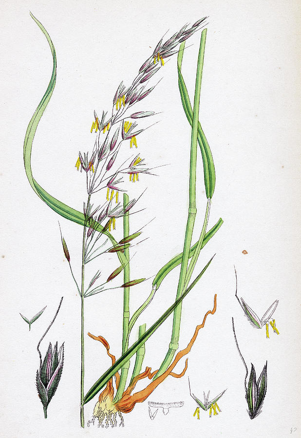 618x900 Avena Elatior False Oat Grass Drawing By English School