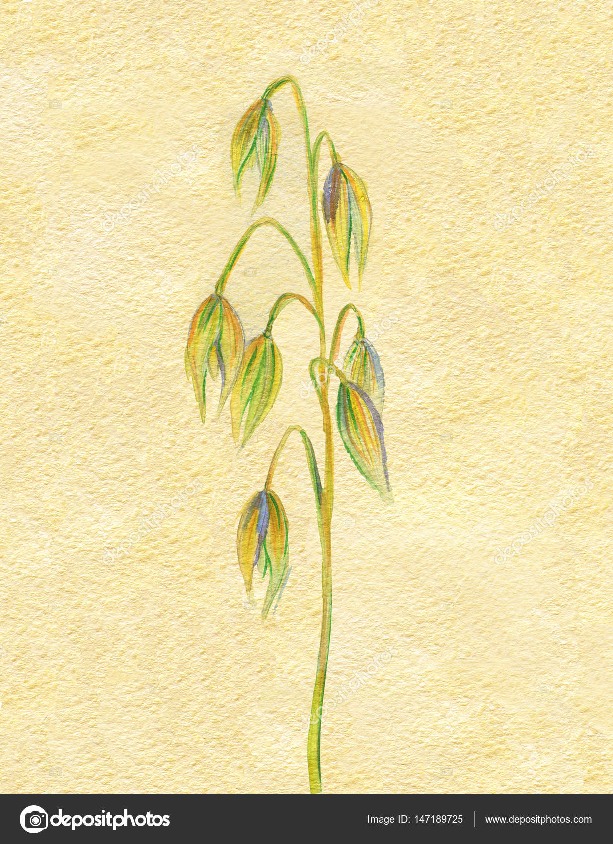 1234x1700 Hand Drawing Watercolor Illustration Of Oat Spring Autumn