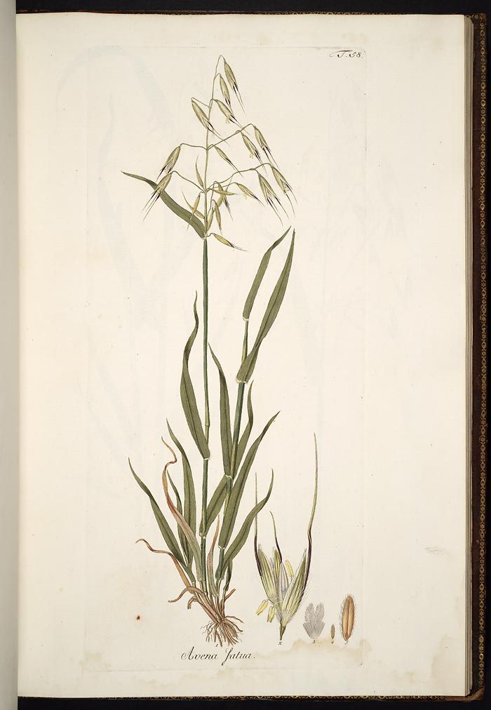 700x1012 Wild Oats Drawing Grass Botanical Print Wild Oats