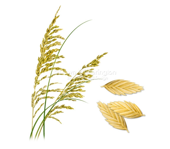 576x505 Sea Oats Drawing Plants Drawnbydawn Com Ohvmuy Clipart Clipartaz