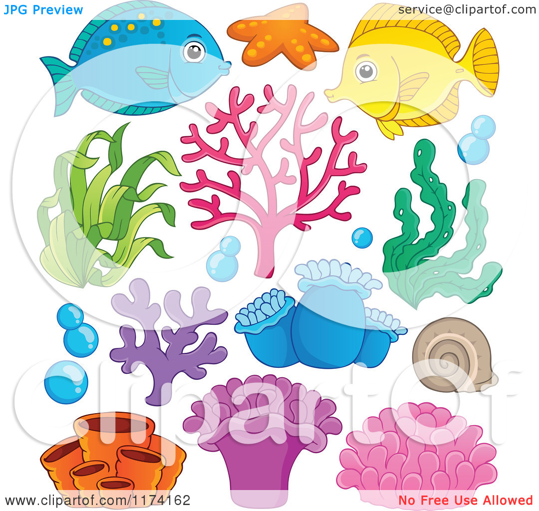 1080x1024 Ocean Plant Life Clipart