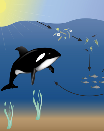350x440 Ocean Food Web Science Project