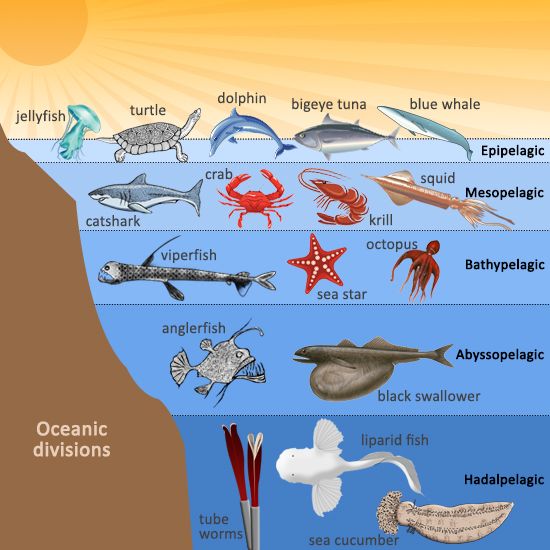 550x550 Understanding The Ocean Ecosystem Ocean, Animal And Ocean Unit