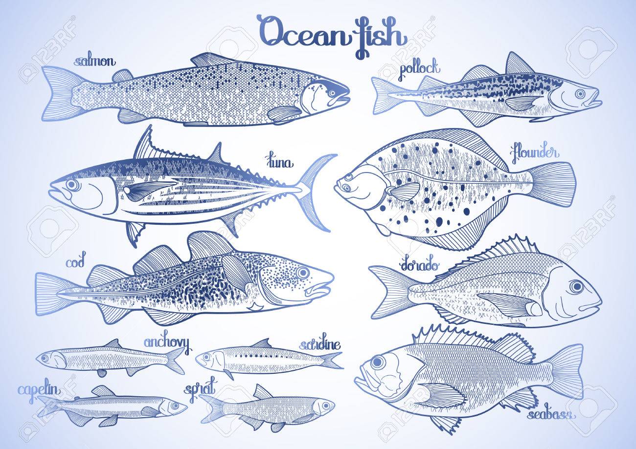 Ocean Fish Drawing at GetDrawings | Free download