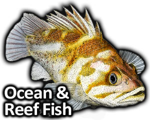 300x240 Open Ocean And Coral Reef Fish Full Color Amp Line Art
