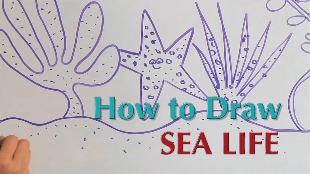 1280x720 How To Draw Sea Life