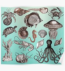 210x230 Marine Life Drawing Posters Redbubble