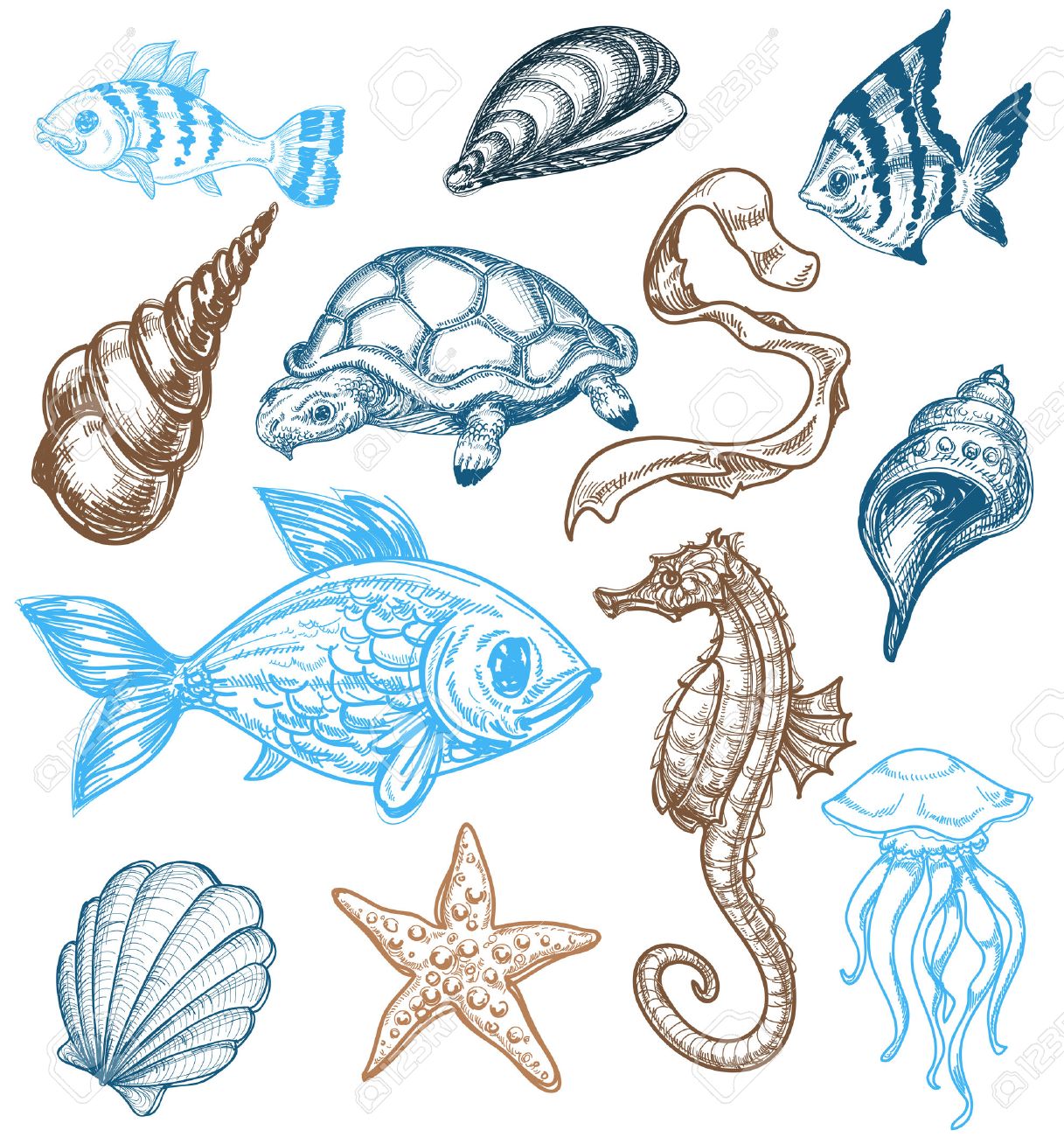 1217x1300 Marine Life Drawing Royalty Free Cliparts, Vectors, And Stock