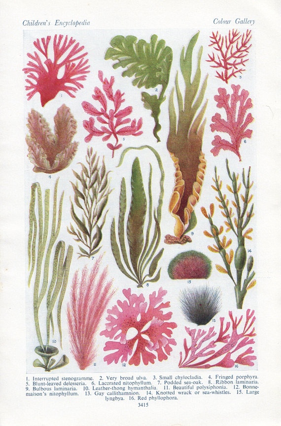570x863 28 Best Seaweed Scene Images On Under The Sea