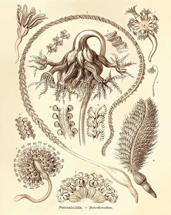 570x713 Antique Sea Plants Art Print Vintage Nautical Art Print Sea