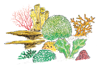 320x214 Pacific Ocean Takes Perilous Turn Sea Change Ocean