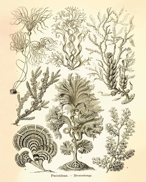 570x713 Sea Plants Ocean Life Vintage Prints Old Prints By Antiquewallart